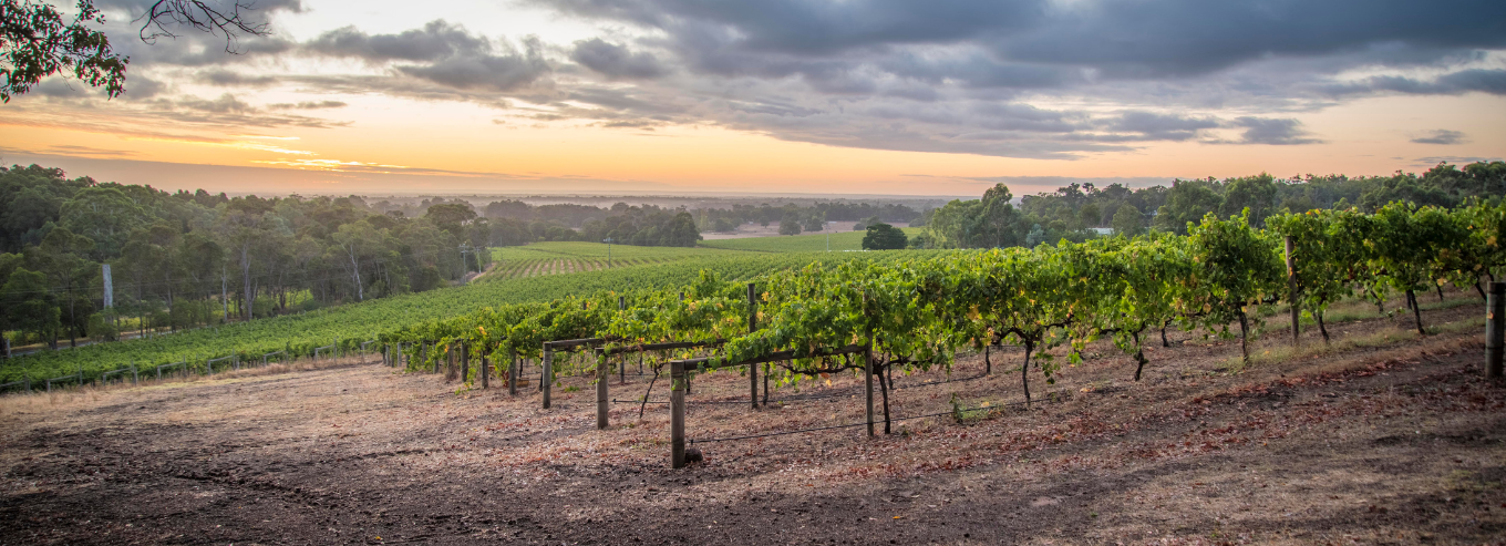 Peccavi vineyard with grey skies 